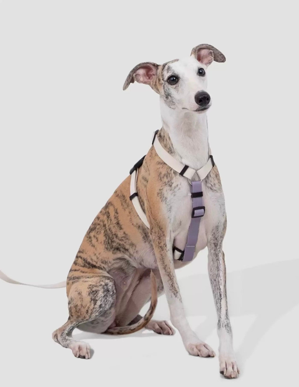 Dog Harness & Leash Set – Lightweight RPET Walking Gear
