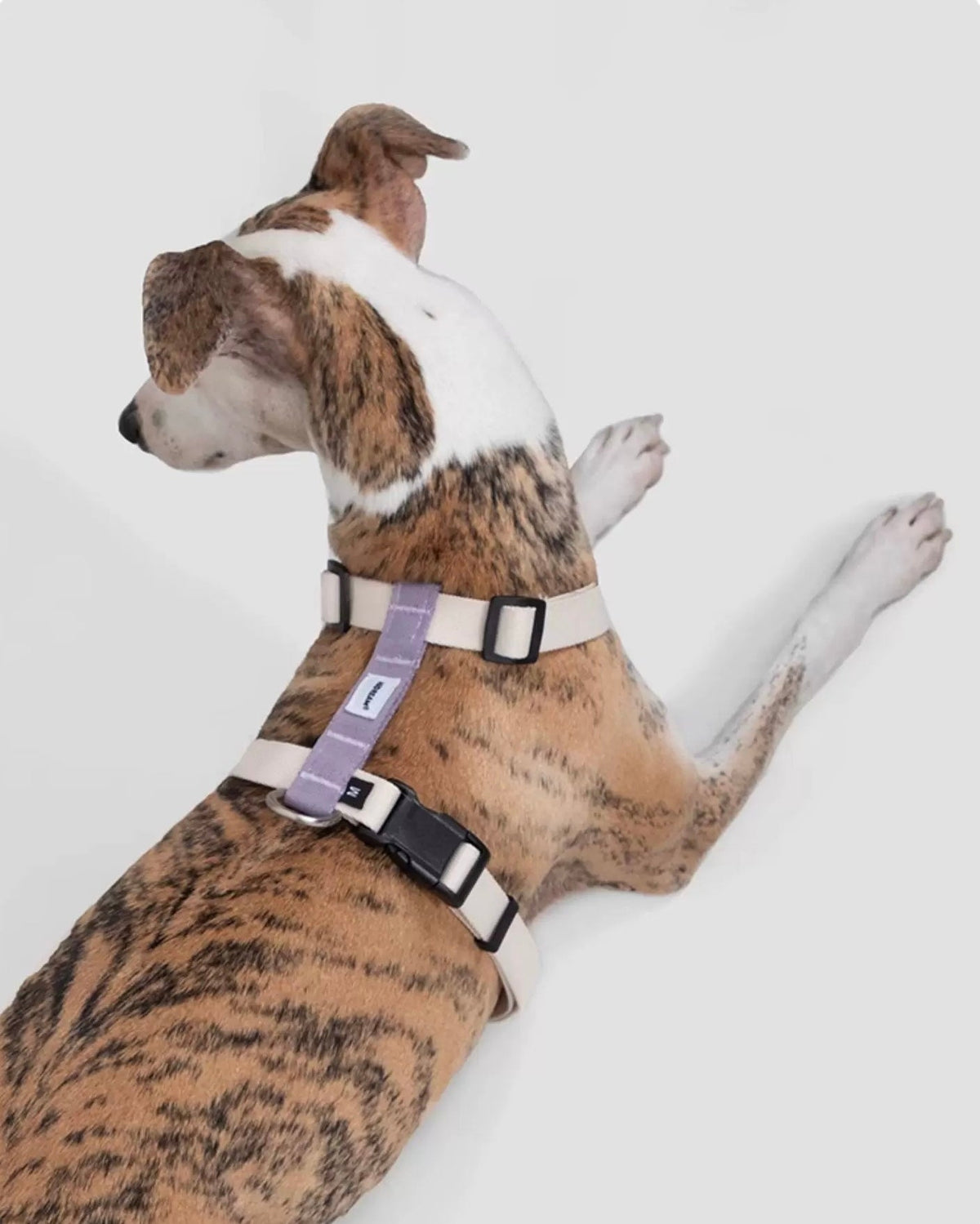 Dog Harness & Leash Set – Lightweight RPET Walking Gear