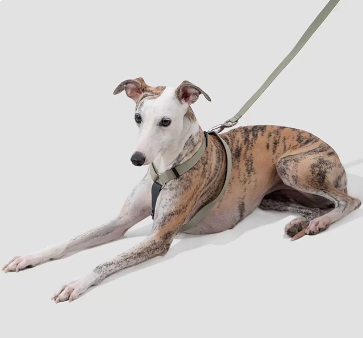 Dog Harness & Leash Set – Lightweight RPET Walking Gear