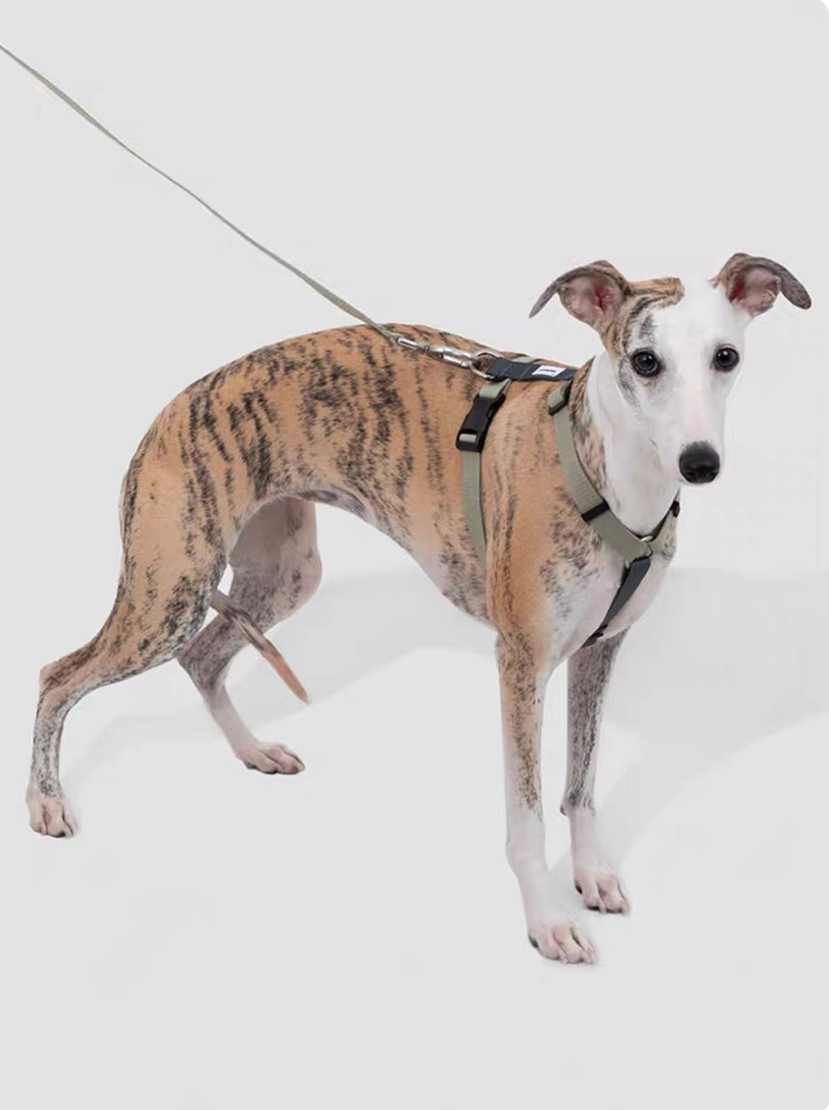 Dog Harness & Leash Set – Lightweight RPET Walking Gear